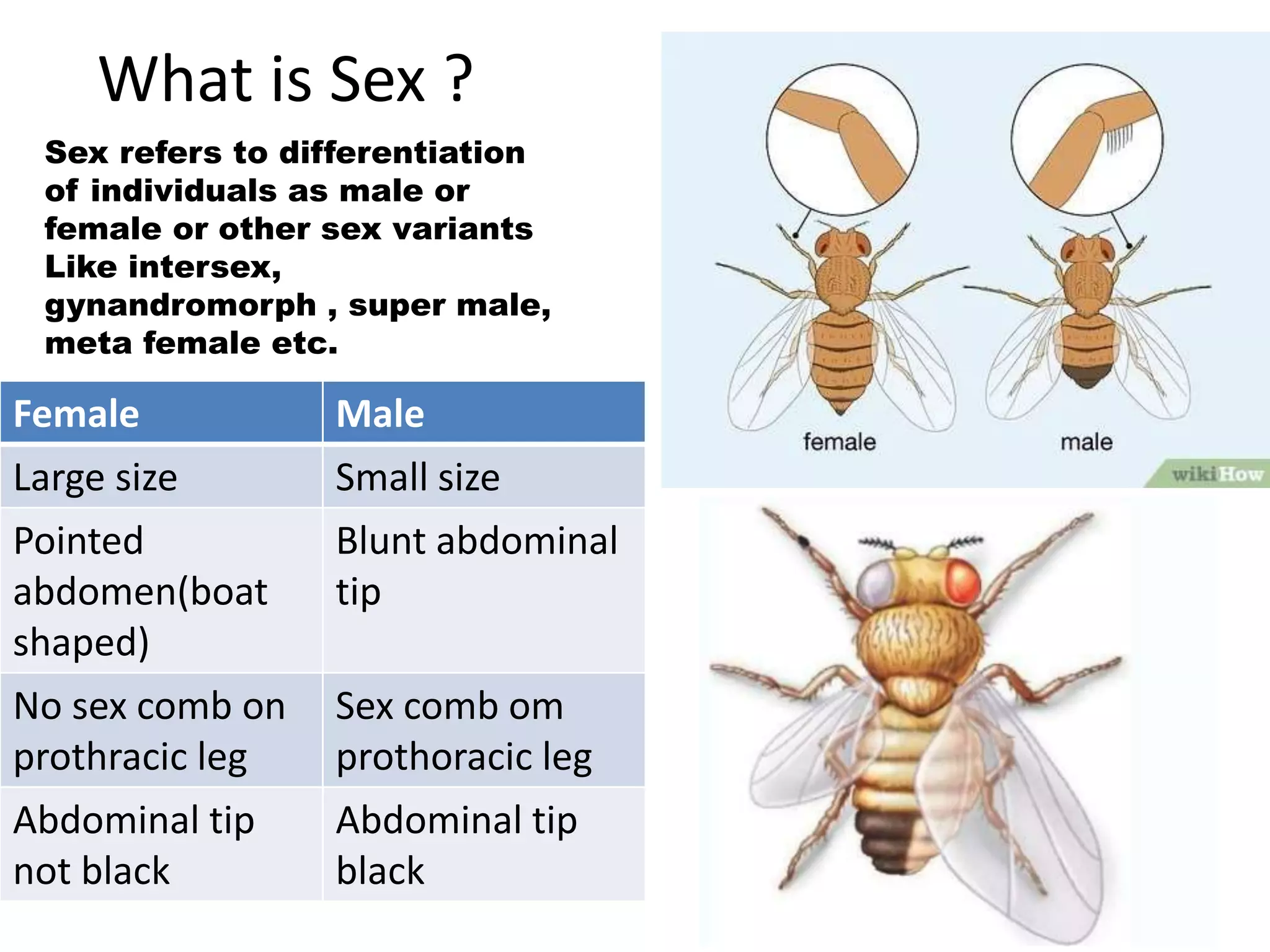 Sex determination in drosophila | PPT
