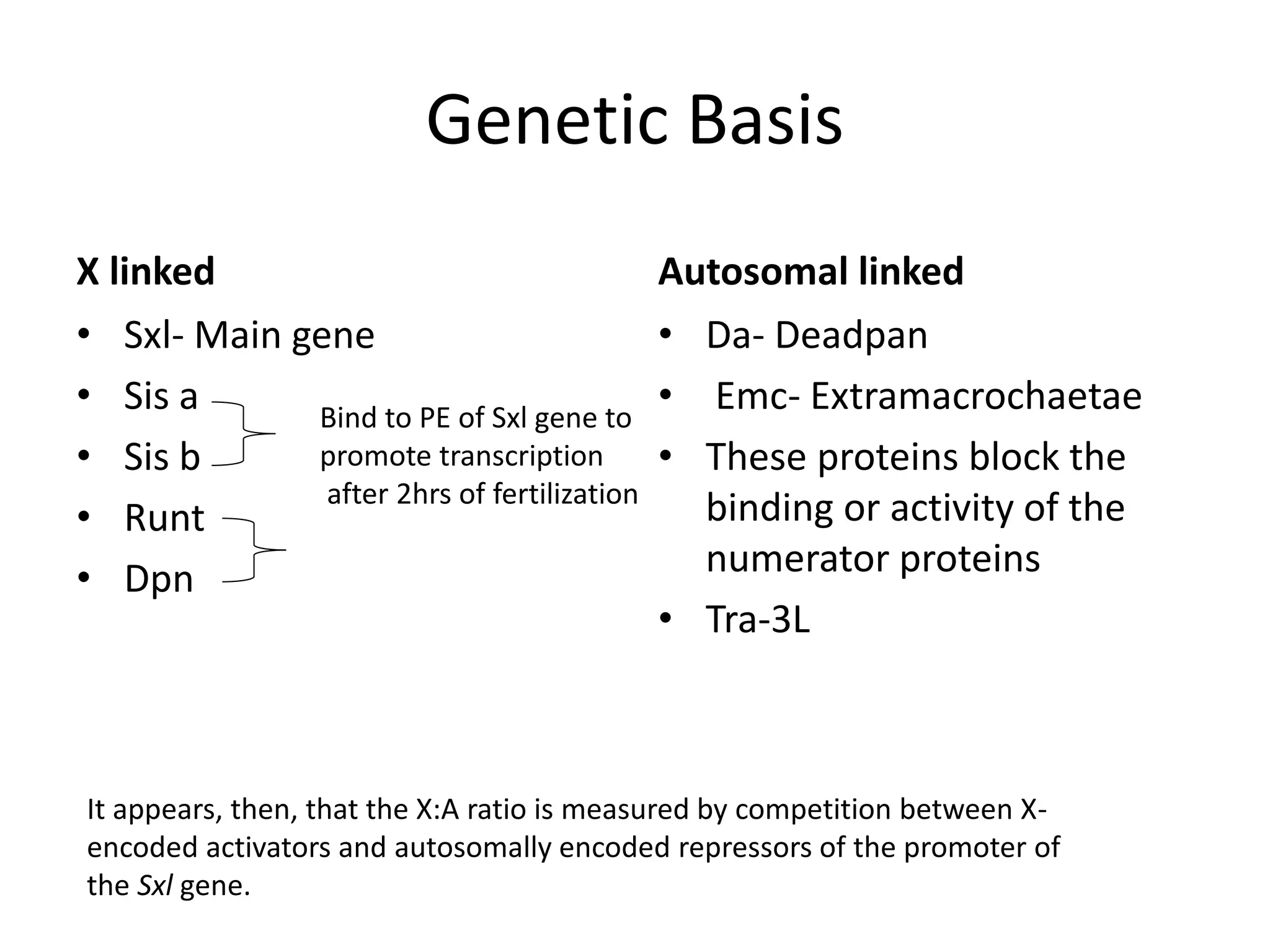 Sex determination in drosophila | PPT