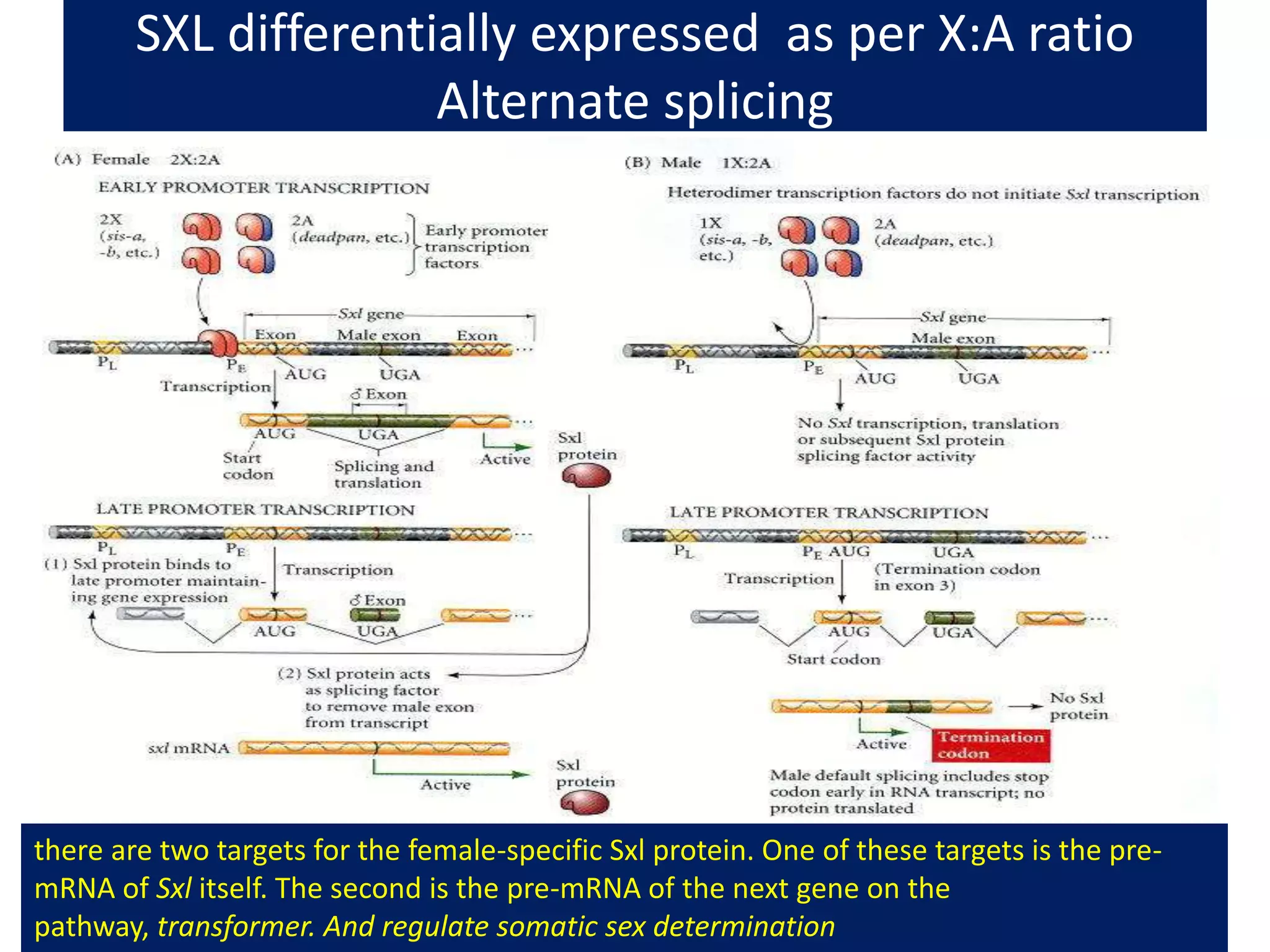 Sex determination in drosophila | PPT