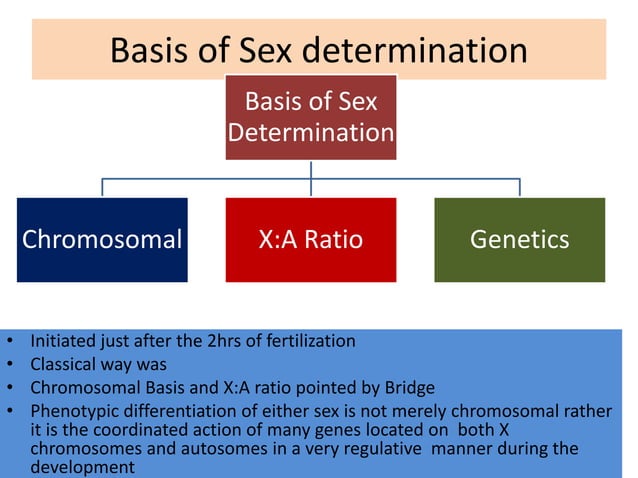 Sex determination in drosophila | PPT