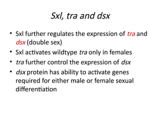 Genic Balance and Molecular Mechanisms of Sex Determination in ...