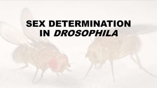SEX DETERMINATION
IN DROSOPHILA
 