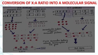 Sex determination in drosophila & human | PPTX