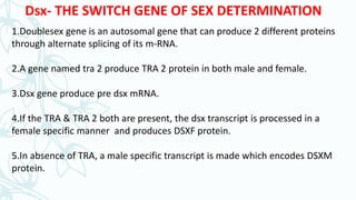 Sex determination in drosophila & human | PPTX