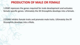 Sex determination in drosophila & human | PPTX