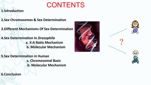 Sex determination in drosophila & human | PPTX | Reproductive Health ...