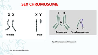 Sex determination in drosophila & human | PPTX