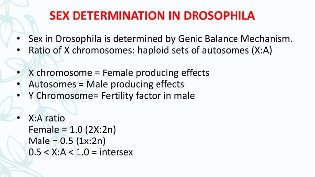 Sex determination in drosophila & human | PPTX | Reproductive Health ...