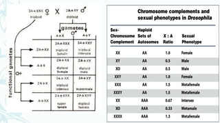 Sex determination in drosophila & human | PPTX