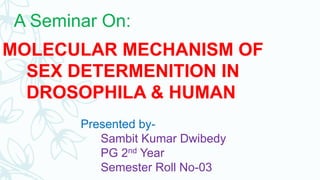 MOLECULAR MECHANISM OF
SEX DETERMENITION IN
DROSOPHILA & HUMAN
A Seminar On:
Presented by-
Sambit Kumar Dwibedy
PG 2nd Year
Semester Roll No-03
 