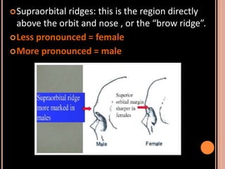 Sex determination in forensic