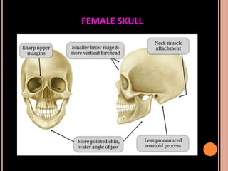 Sex determination in forensic