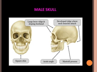 Sex determination in forensic