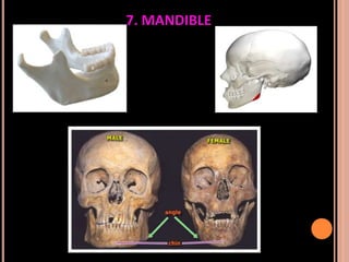 Sex determination in forensic