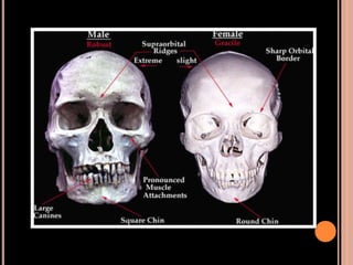Sex determination in forensic