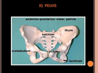 Sex determination in forensic