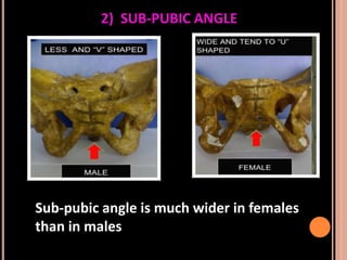 Sex determination in forensic