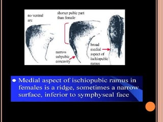 Sex determination in forensic
