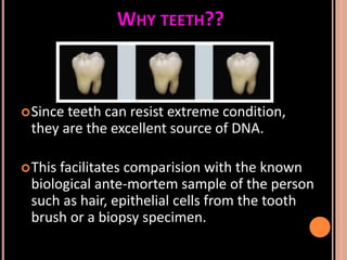 Sex determination in forensic