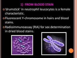 Sex determination in forensic