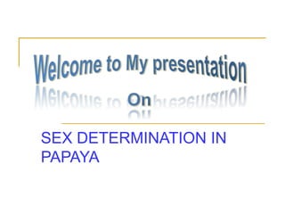 SEX DETERMINATION IN
PAPAYA
 