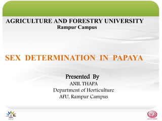 Presented By
ANIL THAPA
Department of Horticulture
AFU, Rampur Campus
SEX DETERMINATION IN PAPAYA
AGRICULTURE AND FORESTRY UNIVERSITY
Rampur Campus
 