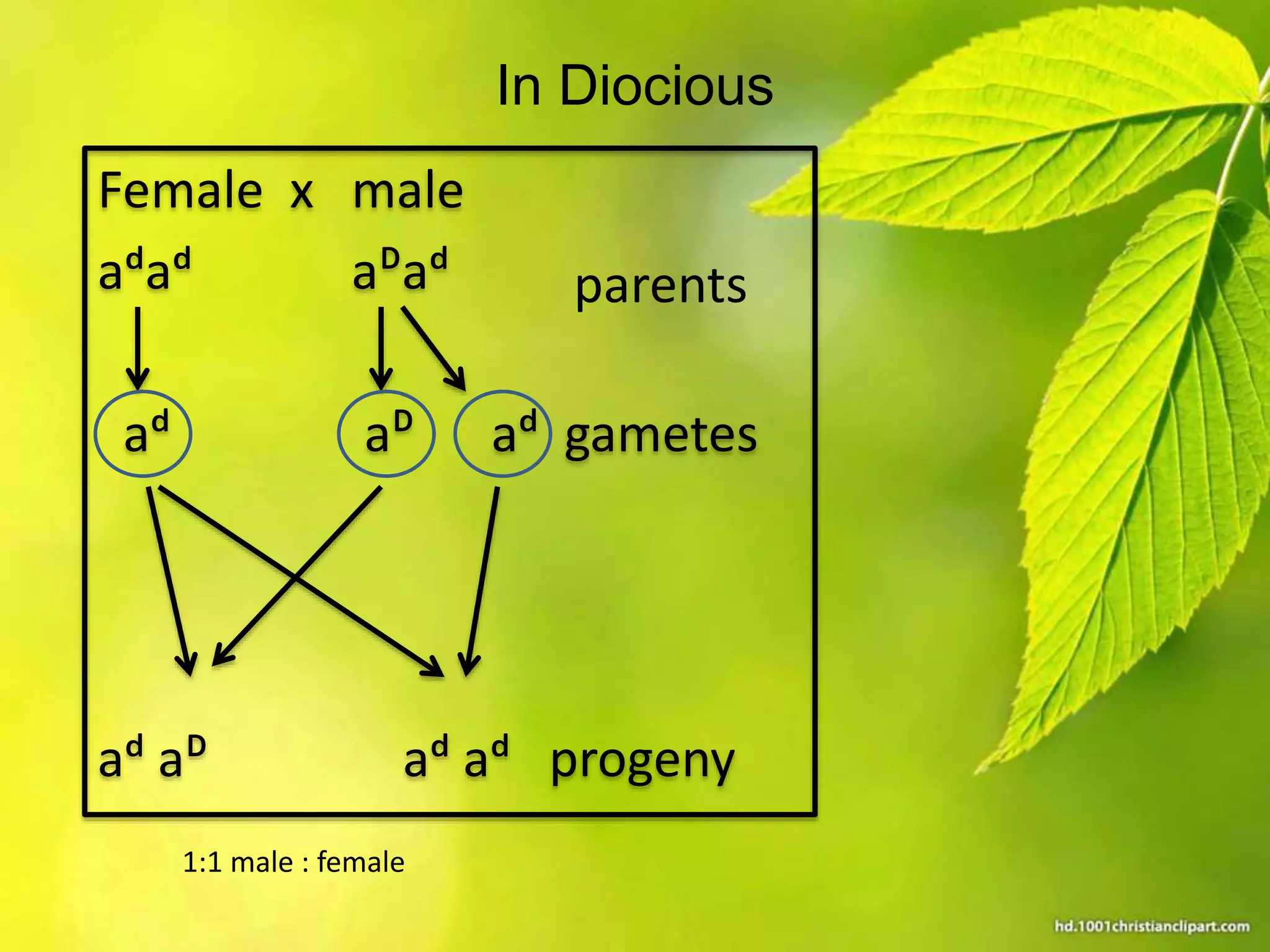 Sex determination in plants | PPTX