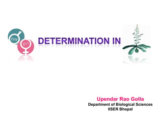 Upendar Rao Golla
Department of Biological Sciences
IISER Bhopal
 