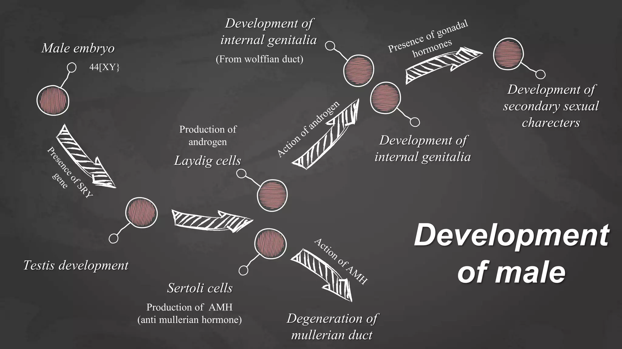 gonad and Sex differentiation in human | PPTX