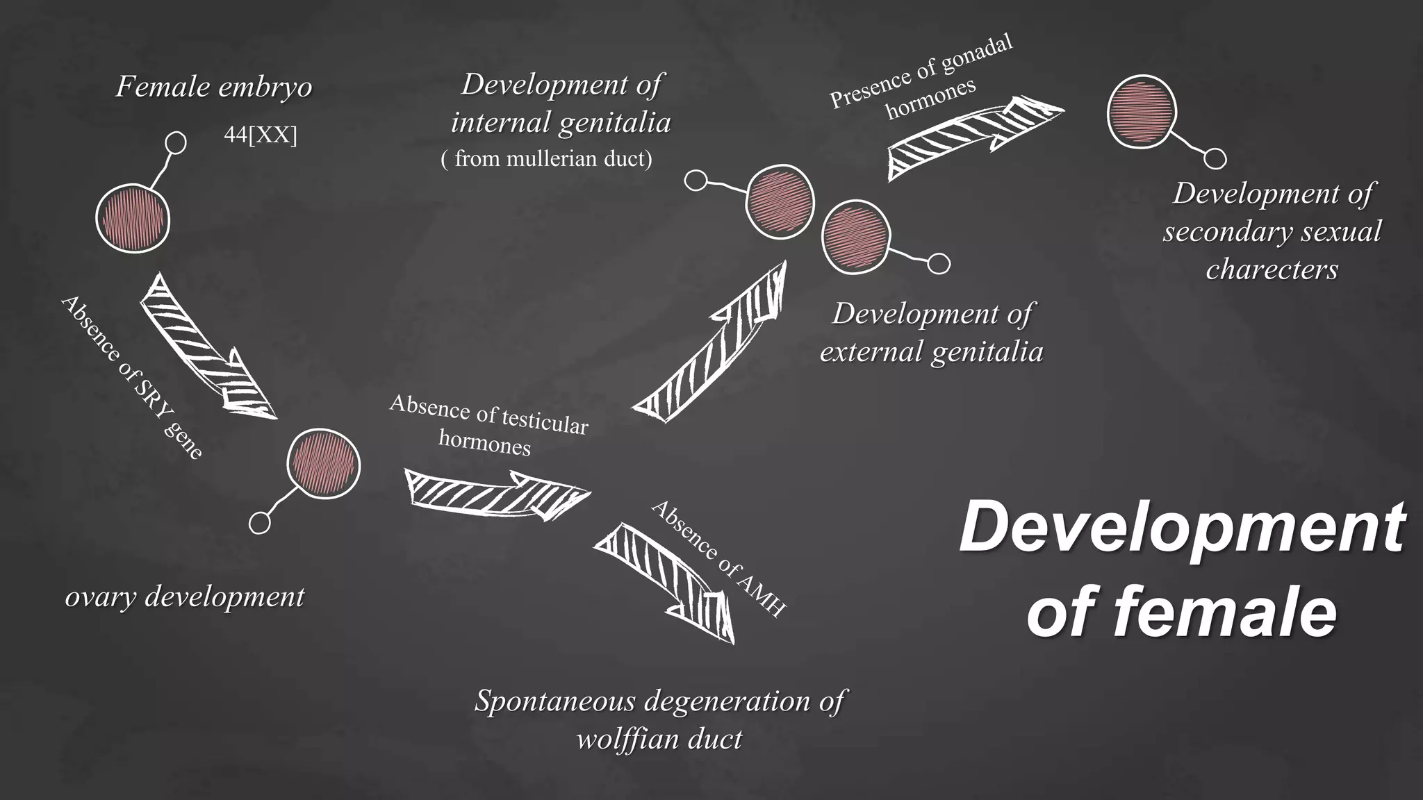 gonad and Sex differentiation in human | PPTX