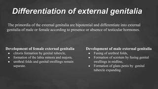 gonad and Sex differentiation in human | PPTX