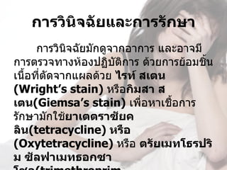 การวินิจฉัยและการรักษา
      การวินิจฉัยมักดูจากอาการ และอาจมี
การตรวจทางห้องปฏิบัติการ ด้วยการย้อมชิ้น
เนื้อที่ตัดจากแผลด้วย ไรท์ สเตน 
(Wright’s stain) หรือกิมสา ส
เตน(Giemsa’s stain) เพือหาเชื้อการ
                            ่
รักษามักใช้ยาเตตราซัยค
ลิน(tetracycline) หรือ 
(Oxytetracycline) หรือ ตรัยเมทโธรปริ
ม ซัลฟาเมทธอกซา
 