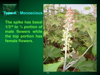 The spike has basal
1/3rd to ½ portion of
male flowers while
the top portion has
female flowers.
Type A : Monoecious
11
 