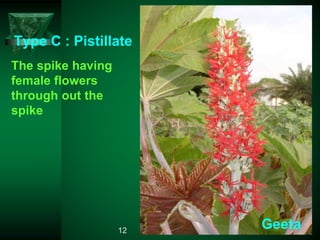 Type C : Pistillate
The spike having
female flowers
through out the
spike
Geeta12
 