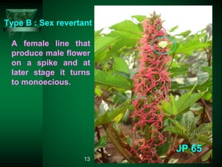 Type B : Sex revertant
JP 65
A female line that
produce male flower
on a spike and at
later stage it turns
to monoecious.
13
 