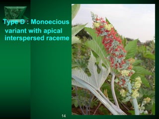 Type D : Monoecious
variant with apical
interspersed raceme
14
 