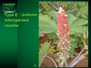 Type E : Uniform
interspersed
raceme
15
 