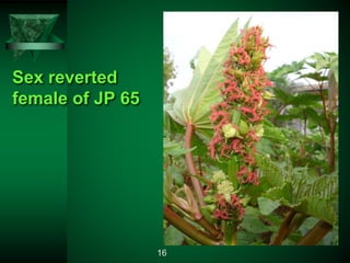 Sex reverted
female of JP 65
16
 