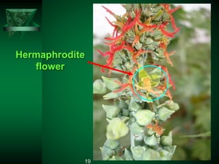 Hermaphrodite
flower
19
 