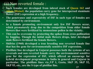 (ii) Non reverted female :
• Such females are developed from inbred stock of Queen 162 and
Adam Mistaef, the population carry gene for interspersed staminate
flower (ISF) expression at a high frequency.
• The penetrance and expressivity of ISF in such type of females are
determined by environment.
• In a female promoting environment only few ISF flowers occur,
which prematurely drop due to the competition from older female
flowers that were fertilized by monoecious pollen in the vicinity.
• This can be overcome by protecting the spikes from cross pollination
by bagging. Though the initial male flowers drops, later developed
male flowers fertilized the female flowers.
• Shifriss (1960) developed a true breeding non reverted female line
that has the gene for environmentally sensitive ISF expression.
• Pistillate line developed in Gujarat possesses both the systems of sex
reversals and non reverted female carry the environmental sensitive
gene for the expression of ISF, which offered an encourage for
hybrid development programme in India in general and Gujarat in
particular. The pistillate lines viz.,VP 1, Geeta, SKP 35, SKP 52,
SKP 93, etc., are the S type of pistillae line.
27
 