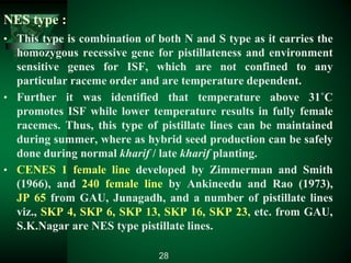 NES type :
• This type is combination of both N and S type as it carries the
homozygous recessive gene for pistillateness and environment
sensitive genes for ISF, which are not confined to any
particular raceme order and are temperature dependent.
• Further it was identified that temperature above 31˚C
promotes ISF while lower temperature results in fully female
racemes. Thus, this type of pistillate lines can be maintained
during summer, where as hybrid seed production can be safely
done during normal kharif / late kharif planting.
• CENES 1 female line developed by Zimmerman and Smith
(1966), and 240 female line by Ankineedu and Rao (1973),
JP 65 from GAU, Junagadh, and a number of pistillate lines
viz., SKP 4, SKP 6, SKP 13, SKP 16, SKP 23, etc. from GAU,
S.K.Nagar are NES type pistillate lines.
28
 