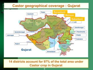 14 districts account for 97% of the total area under
Castor crop in Gujarat
Castor geographical coverage : Gujarat
Banaskant
ha Mehsan
a Sabarkant
ha
6
 
