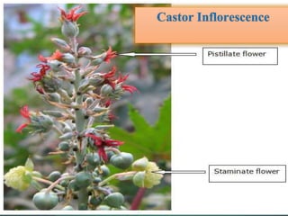 Castor Inflorescence
6
 