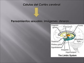 Células del Cortéx cerebral Pensamientos sexuales, imágenes, deseos… 
