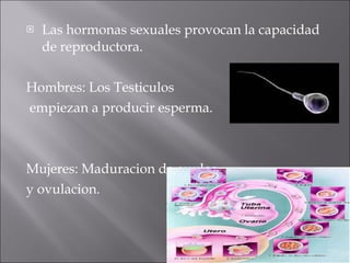 <ul><li>Las hormonas sexuales provocan la capacidad de reproductora. </li></ul><ul><li>Hombres: Los Testiculos </li></ul><...