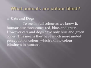  Cats and Dogs
To see in full colour as we know it,
humans use three cones red, blue, and green.
However cats and dogs have only blue and green
cones. This means they have much more muted
perception of colour, which akin to colour
blindness in humans.
 
