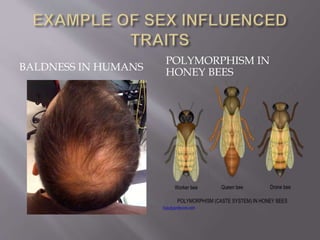BALDNESS IN HUMANS
POLYMORPHISM IN
HONEY BEES
 