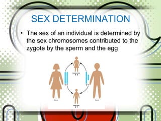 SEX DETERMINATION
• The sex of an individual is determined by
the sex chromosomes contributed to the
zygote by the sperm and the egg
 