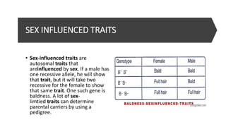 Sex linked traits | PPTX