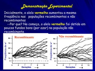 Demonstração Experimental
Inicialmente, o alelo vermelho aumentou a mesma
freqüência nas populações recombinantes e não
re...